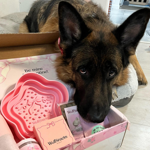 Teddy's Dog Treat Fund