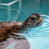 Loggerhead Marinelife Center