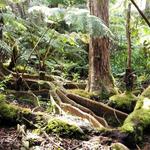Kona Cloud Forest
