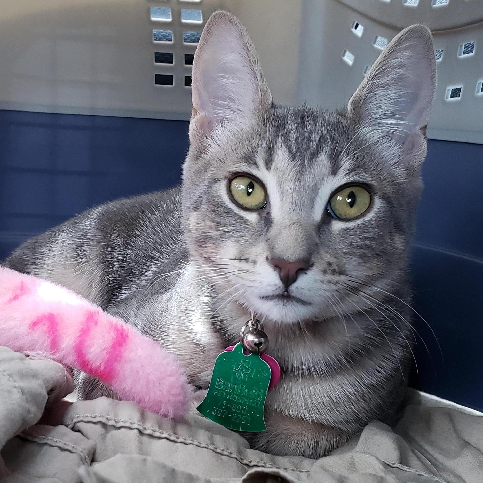 Our precious kitty, Jelly. She is one of our favorite things in the world.