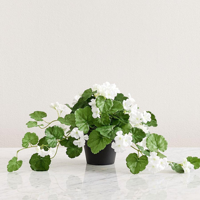 Potted Geranium White