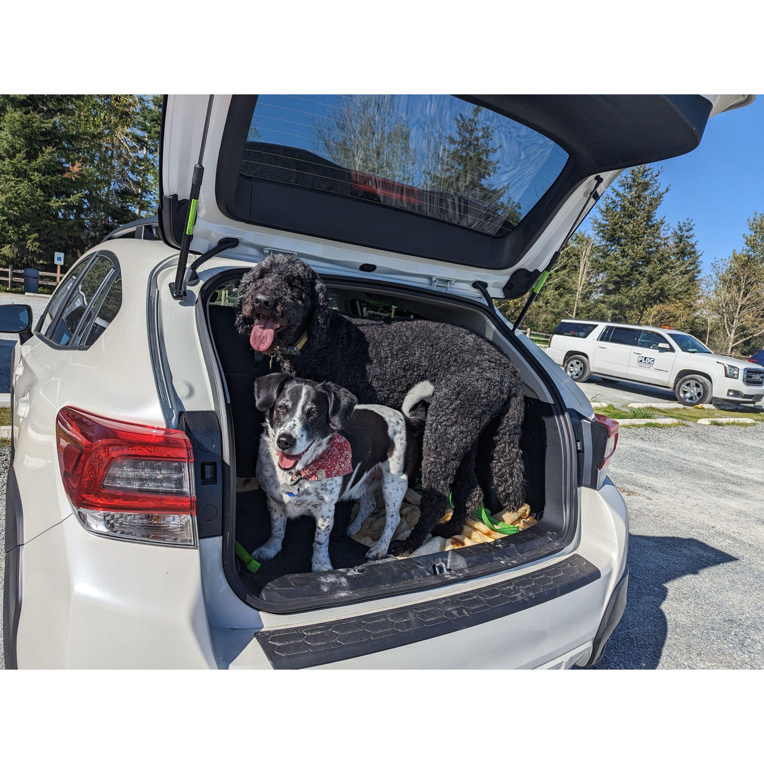 Happy dogs, happy life