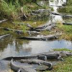 Everglades Holiday Park Airboat Tours and Rides