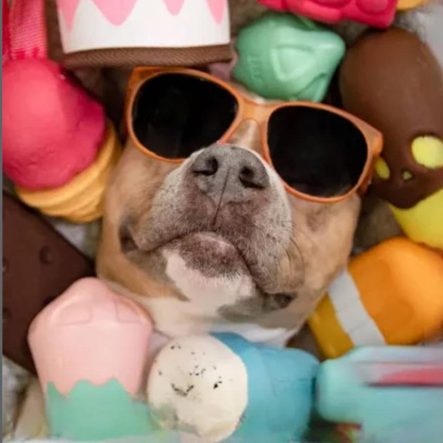 6 Month BarkBox Subscription