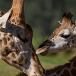 San Diego Zoo