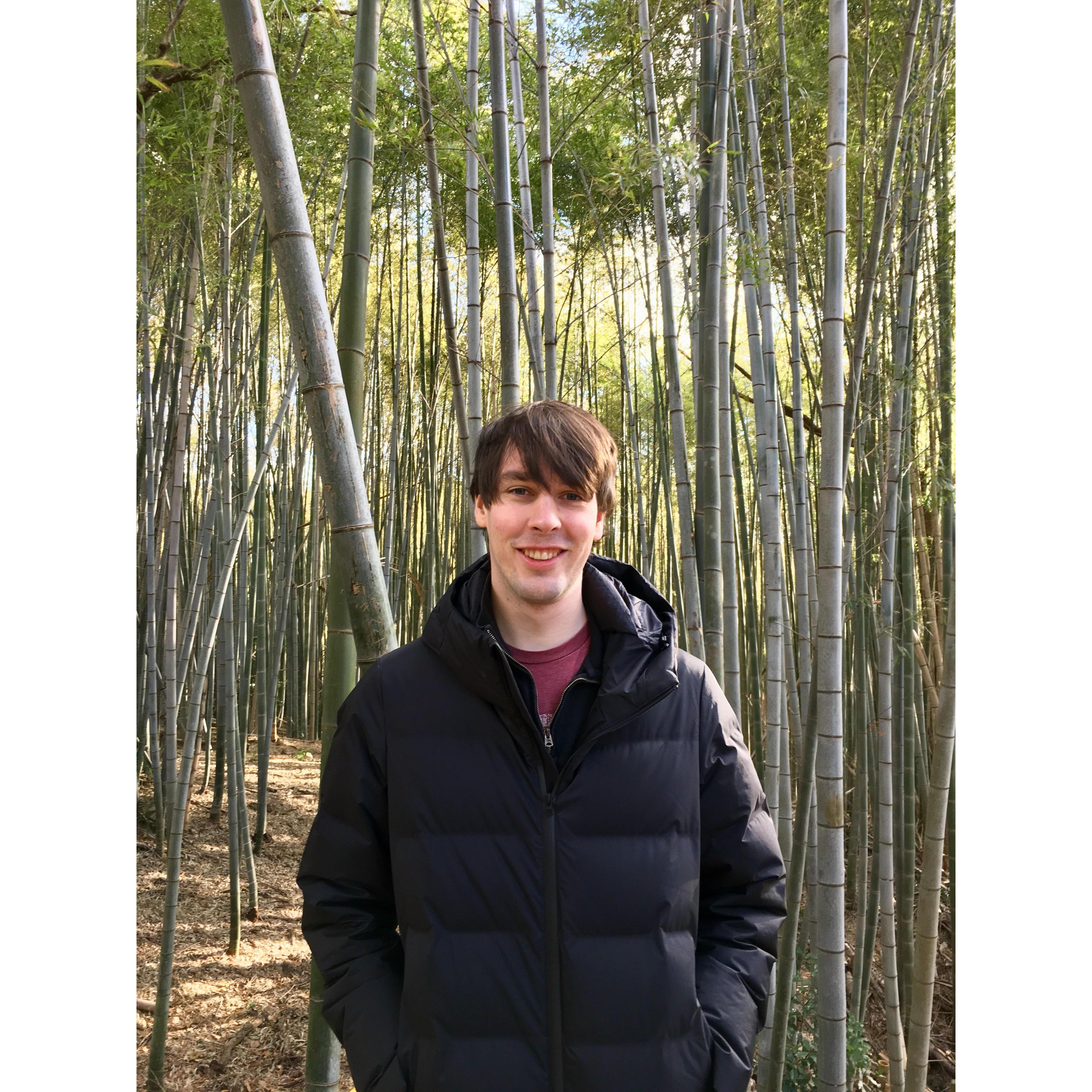 Bamboo Forest