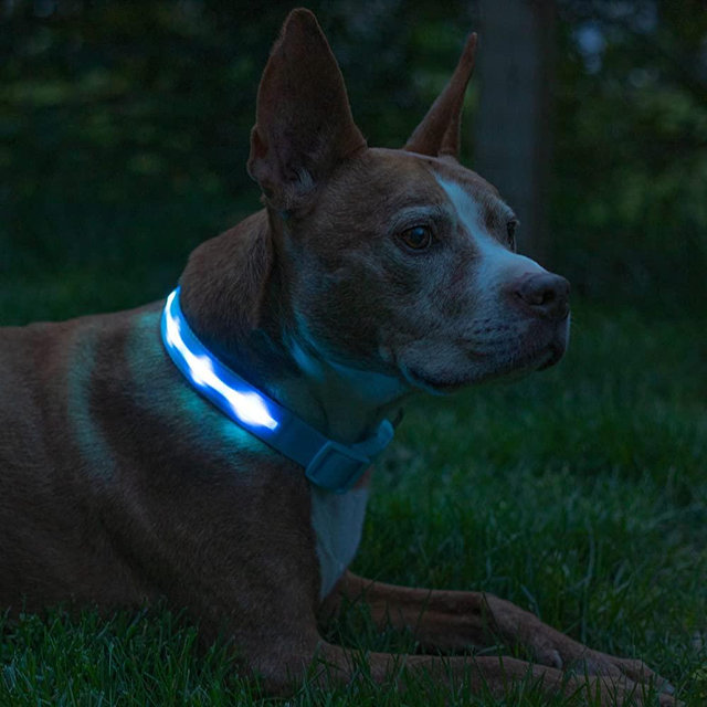 Blazin' Safety LED Dog Collar – USB Rechargeable with Water Resistant Flashing Light