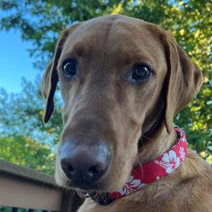 Kobe's Treat Fund