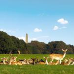 Phoenix Park