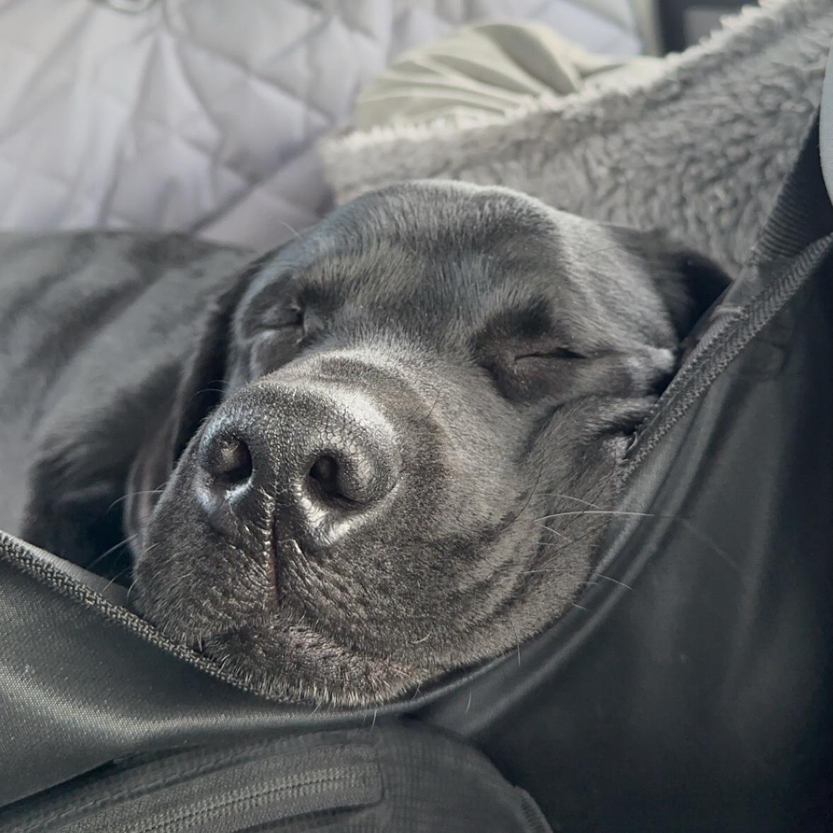 Blue's Stay at Austin Pet Ranch on our Honeymoon