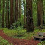 Hendy Woods State Park