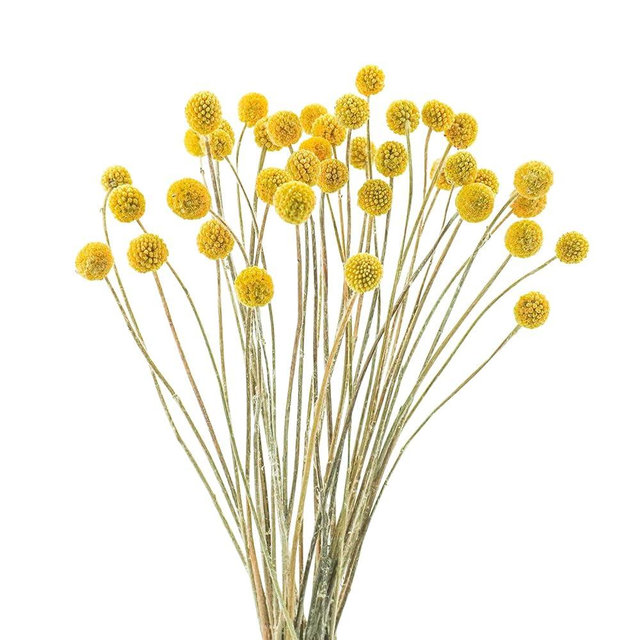 Uieke 40Pcs Natural Dried Flowers Dried Craspedia Billy Balls Flowers, Dried Billy Buttons 16" Yellow Flowers Arrangements for Farmhouse Wedding Home Party DIY Decor