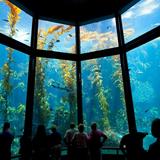 Monterey Bay Aquarium