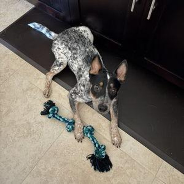 Goose's gift! #Pet Treats