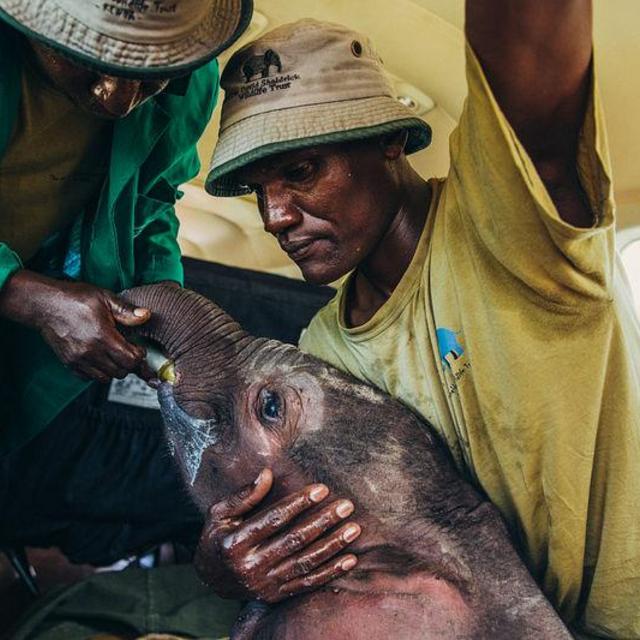 Sheldrick Wildlife Trust