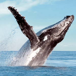 Whale Watching Boat Tour