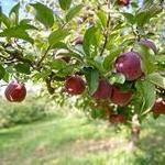 Shelburne Orchards
