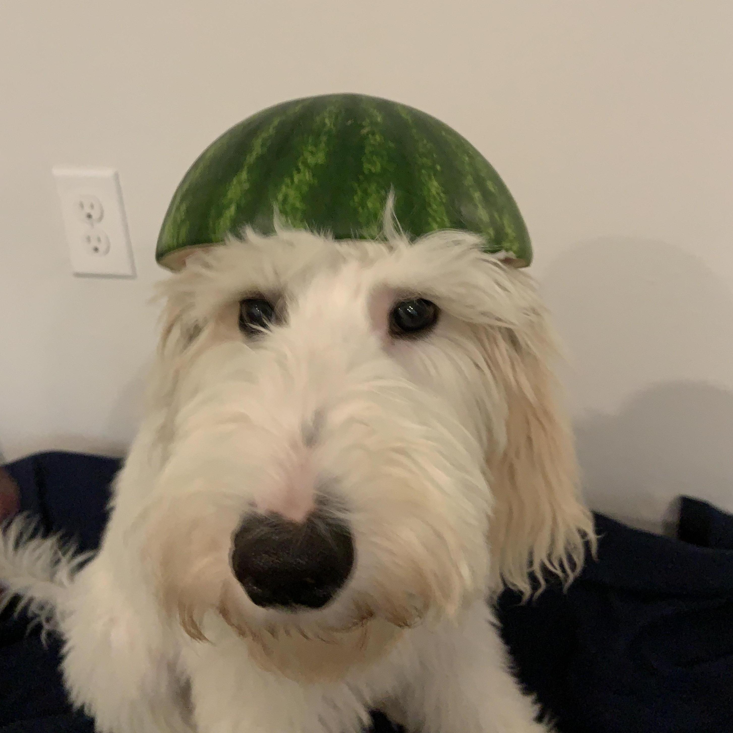 If you scrolled this far, here is a tribute to our first son Benji Boy