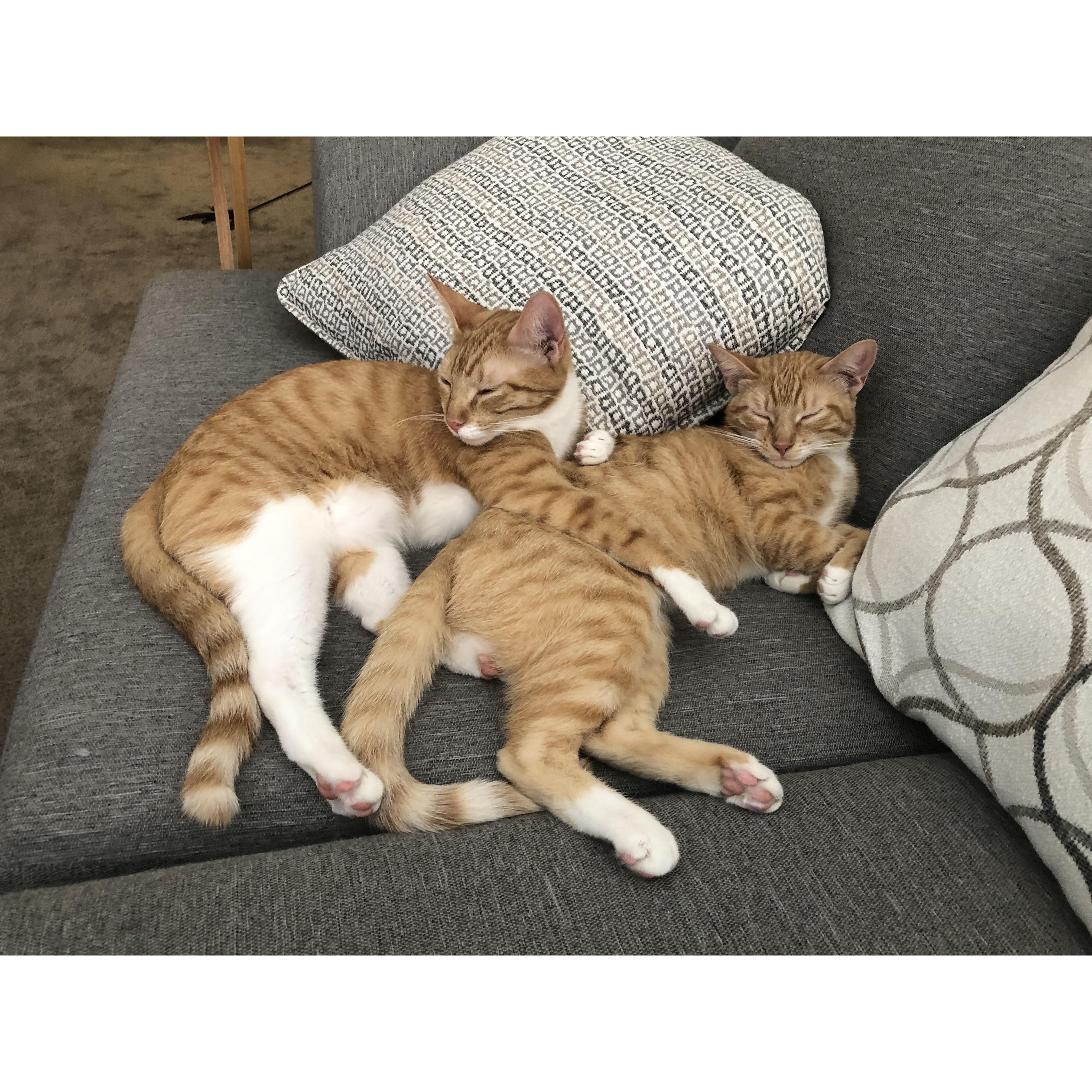 Our boys, the lights of our lives