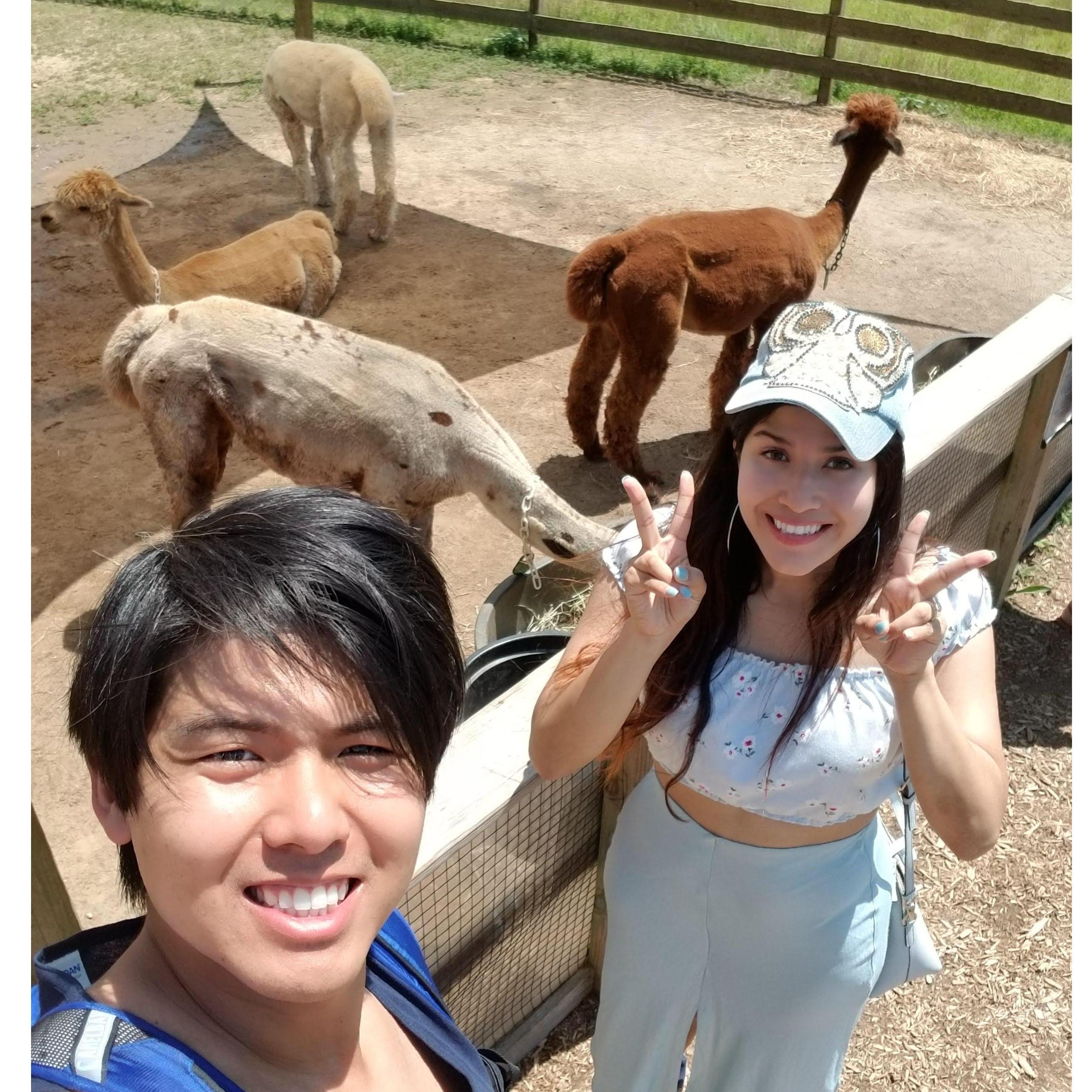 Llama Love