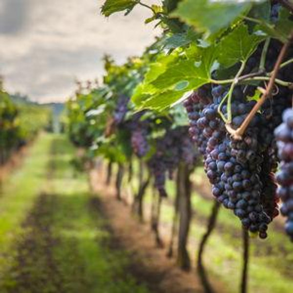 A Day of Wine Tastings in the North Fork