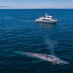 Condor Express Whale Watching