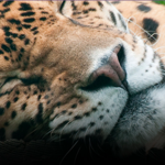 Franklin Park Zoo