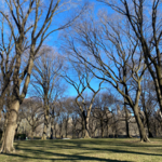 Central Park