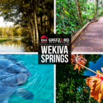 Wekiwa Springs
