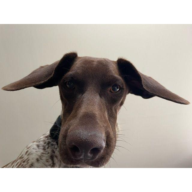 The best pup