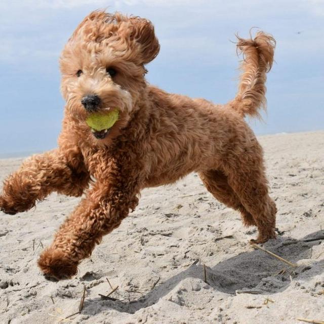 Future Dog Fund