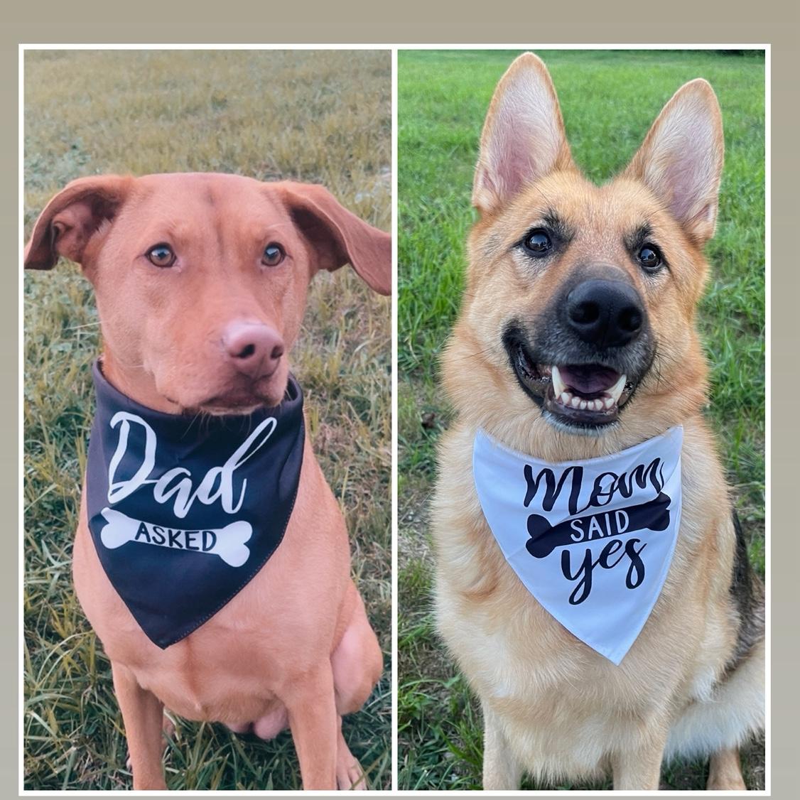 The pups