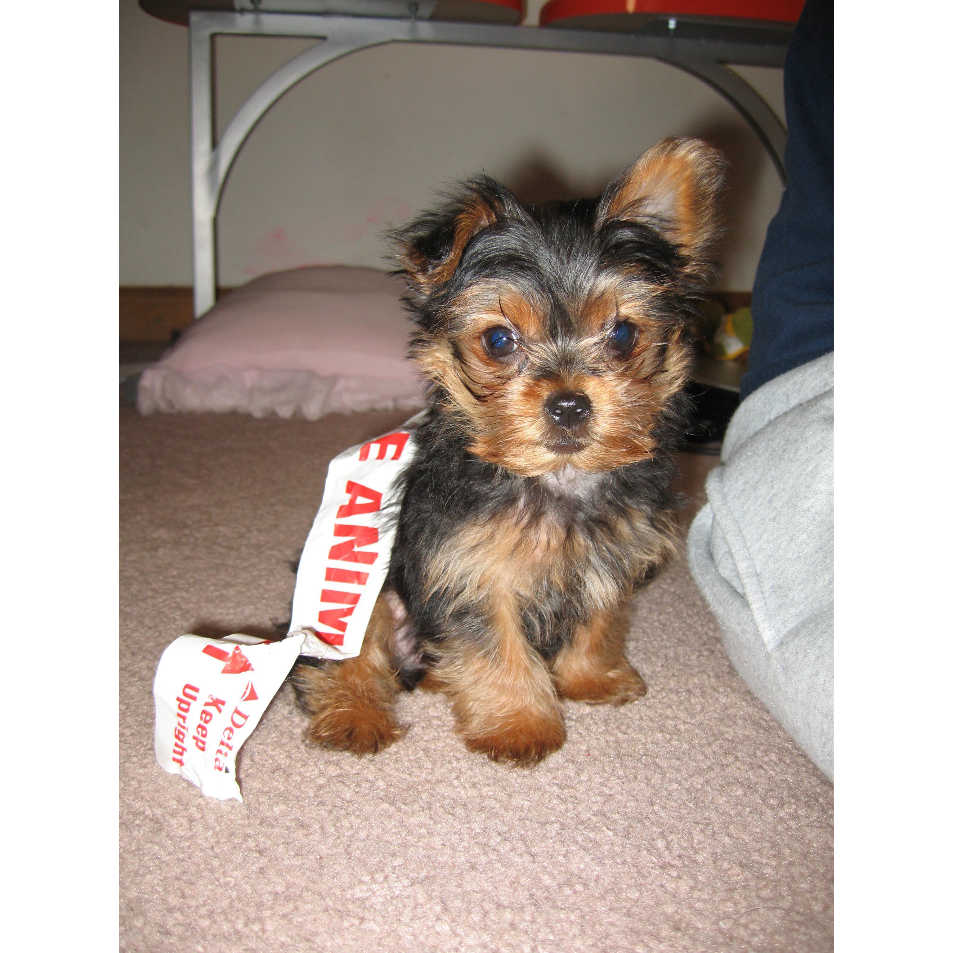 Billy's first few days in the Kang household. He somehow got the live animal sticker from the crate stuck on him. He didn't like when it was pulled off. (Ludlow 2006)