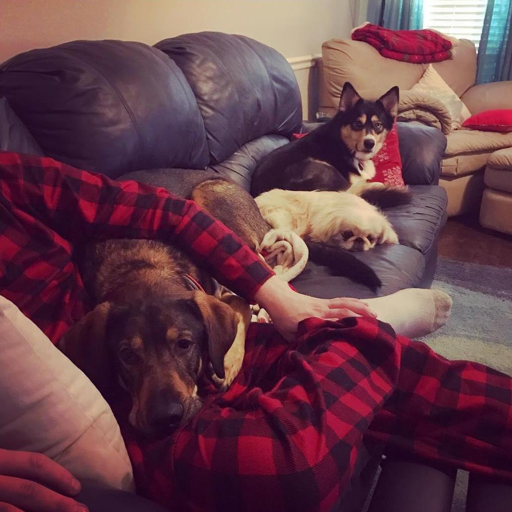 Morning snuggles with Cash, Cookie, and Ziva - December 2017