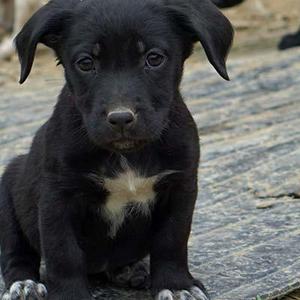 Make a donation to Worthy Dog Rescue!