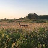 Sachuest Point National Wildlife Refuge