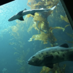 Monterey Bay Aquarium