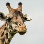Nairobi National Park