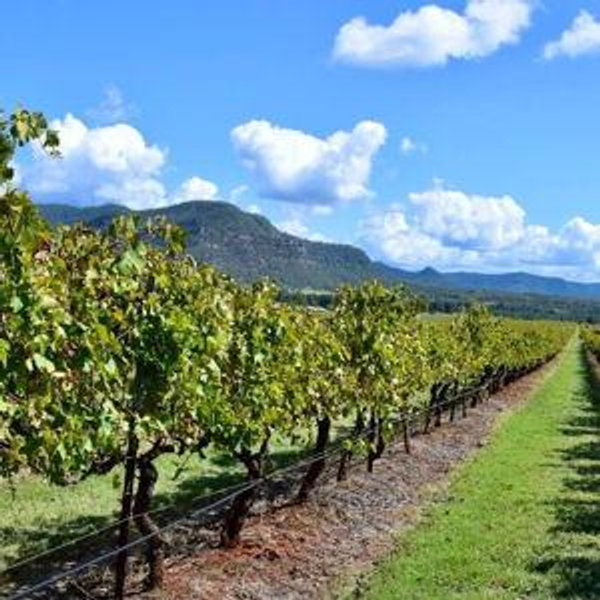 Yarra Valley Wine Tasting