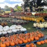 Pumpkin Patches & Fall Festivals
