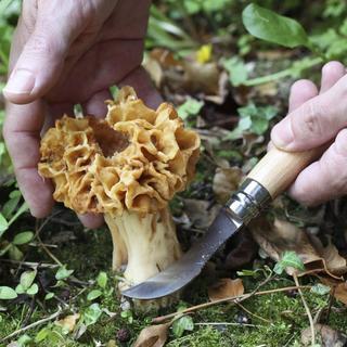 N°8 Mushroom Picking Knife