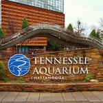 Tennessee Aquarium