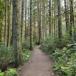 The Grand Forest