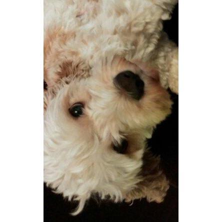 That time our dog Bobka looked more like a teddy bear