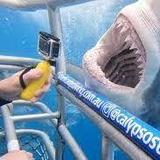 Apex Shark Expeditions - Great White Shark Cage Diving Cape Town
