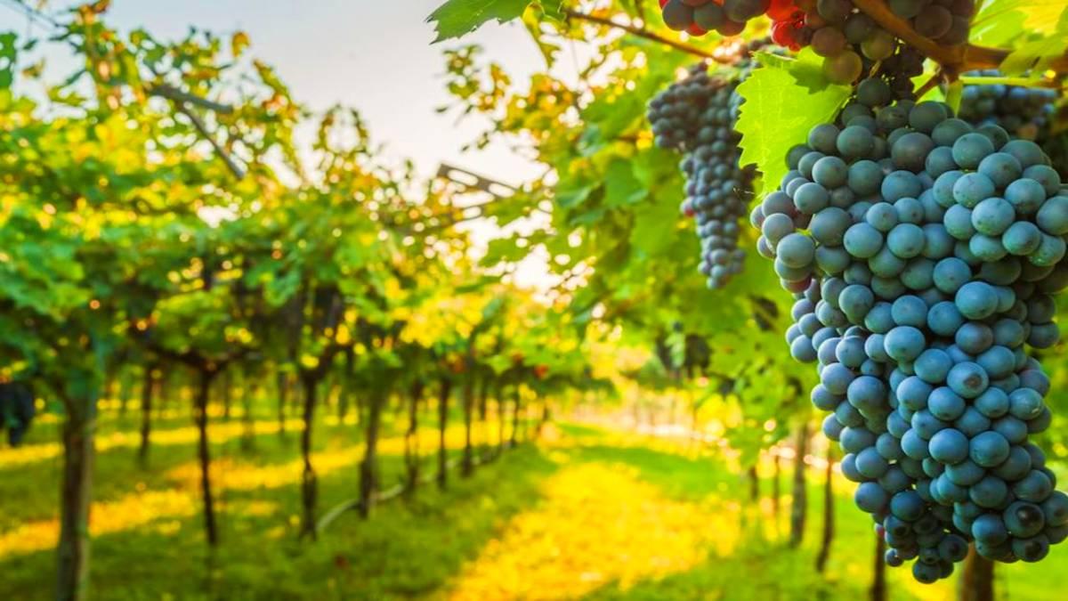 The Wedding Website of Raquel L Alva and Adrian Meneses