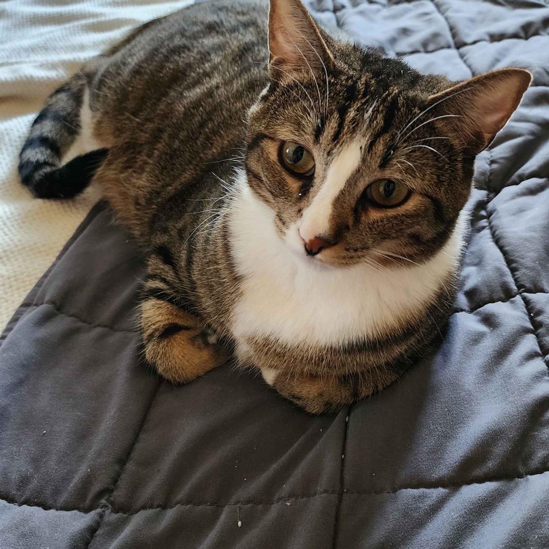 Hobbes loaf