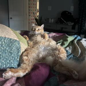 🐈 Keeping Cornbread Off OnlyPaws