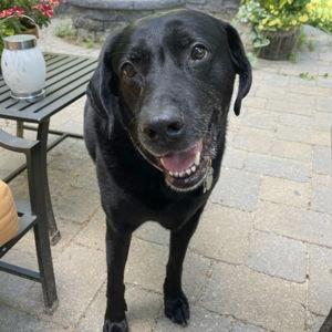 Toys for Buddy