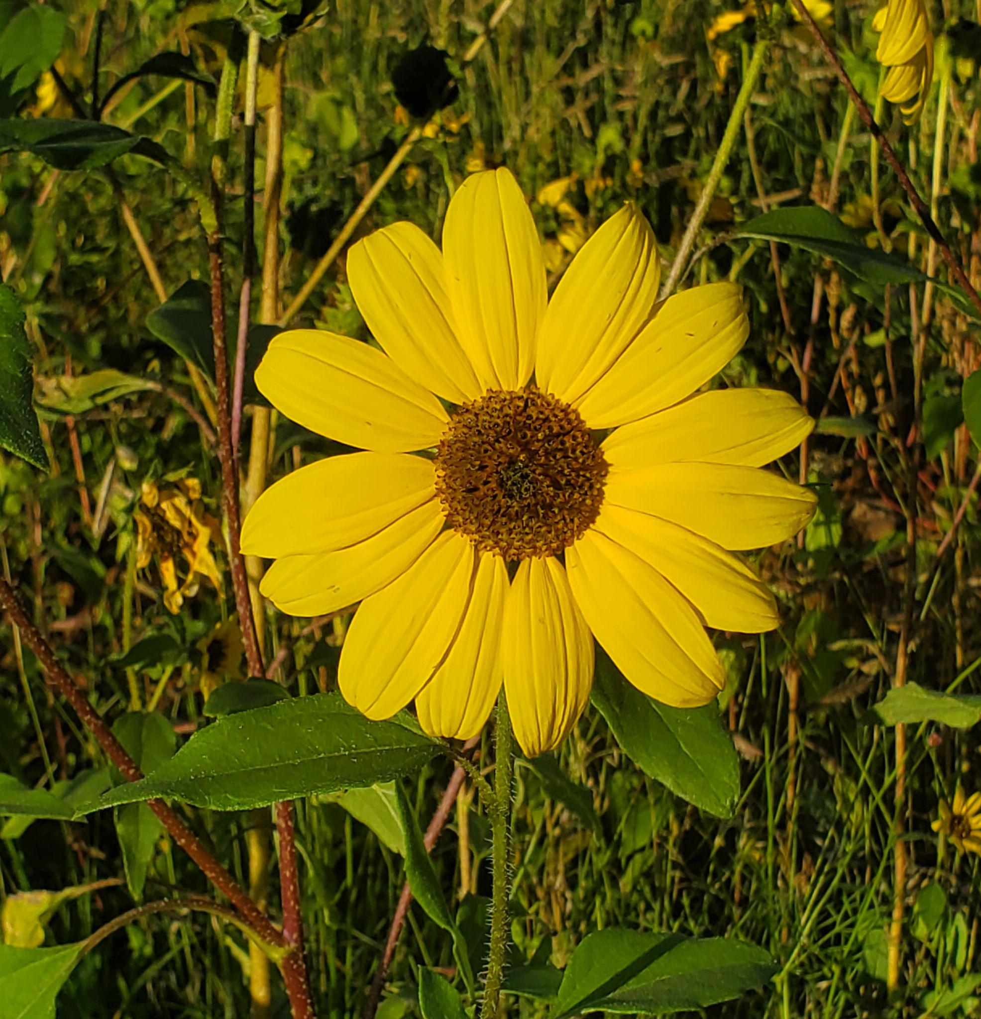 The Wedding Website of Laynie Nelson and Brian Morris